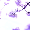消えたい