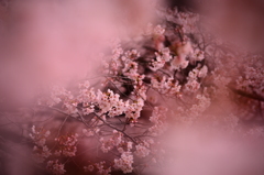 はるに香る花