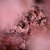 はるに香る花