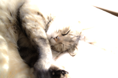 夢の中で夢を見て