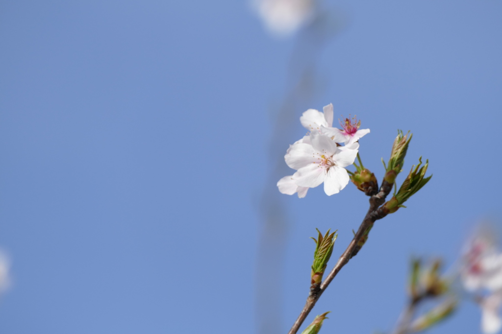 青空と桜