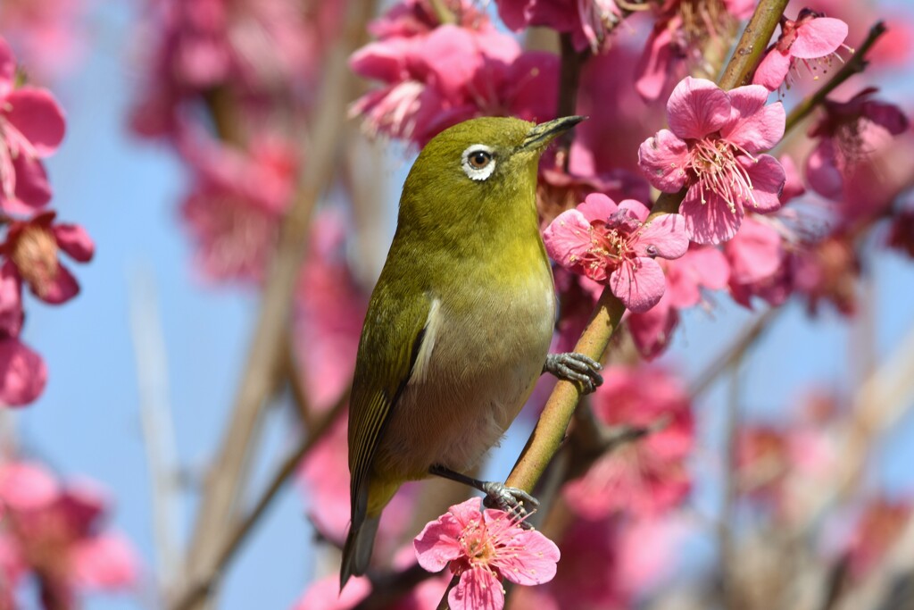 ウメジロー