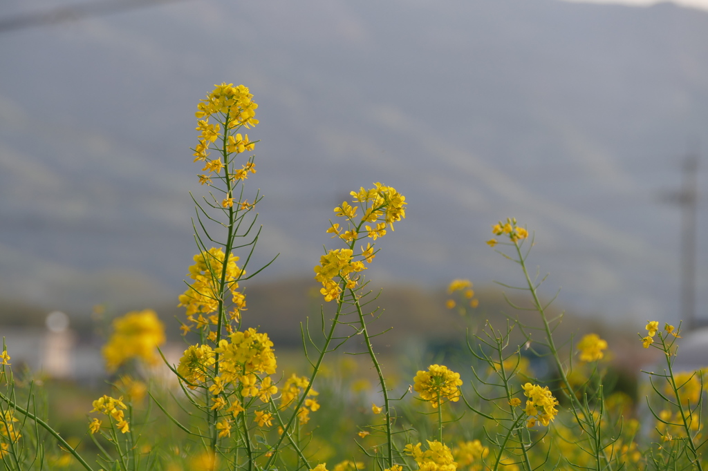 脇町の菜の花