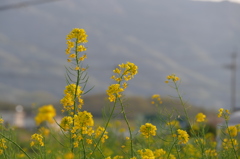 脇町の菜の花