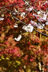 狂い咲きの桜