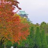 大阪城公園の紅葉