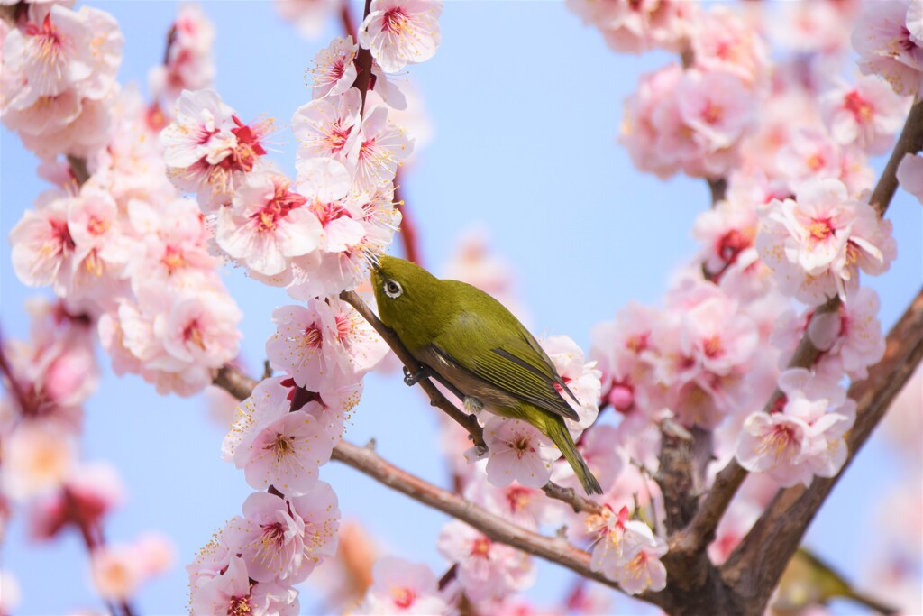 ウメジロー