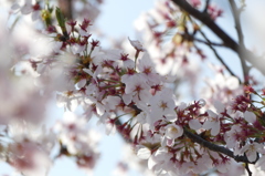 脇町の桜