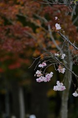 狂い咲きの桜