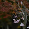 狂い咲きの桜