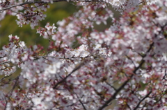 脇町の桜