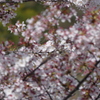 脇町の桜