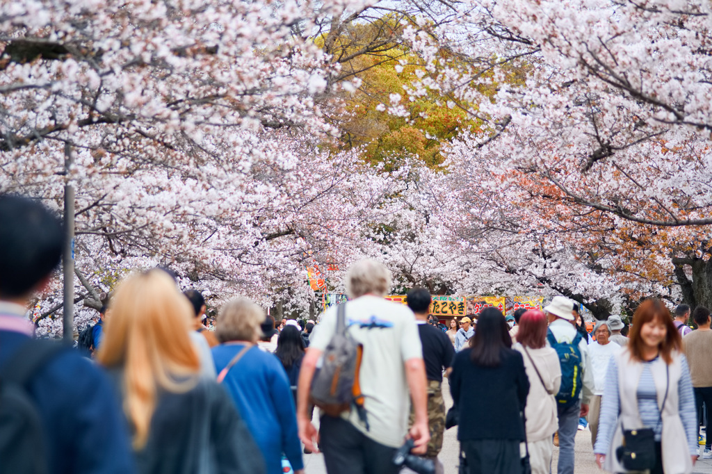 大阪の桜