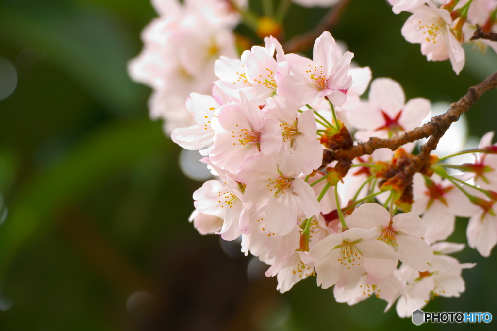 桜満開！