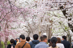 大阪の桜