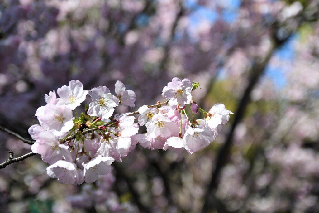 桜