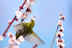 ウメジロー、飛ぶ！