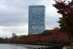 大阪城公園の紅葉