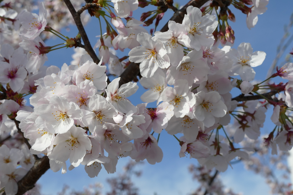脇町の桜