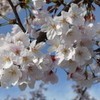 脇町の桜