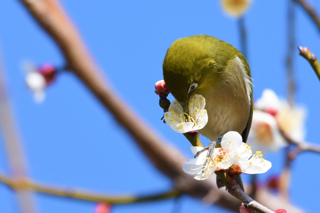 ウメジロー