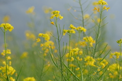 脇町の菜の花