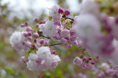 牡丹桜