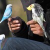 セキセイインコとオカメインコ