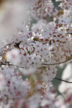 脇町の桜