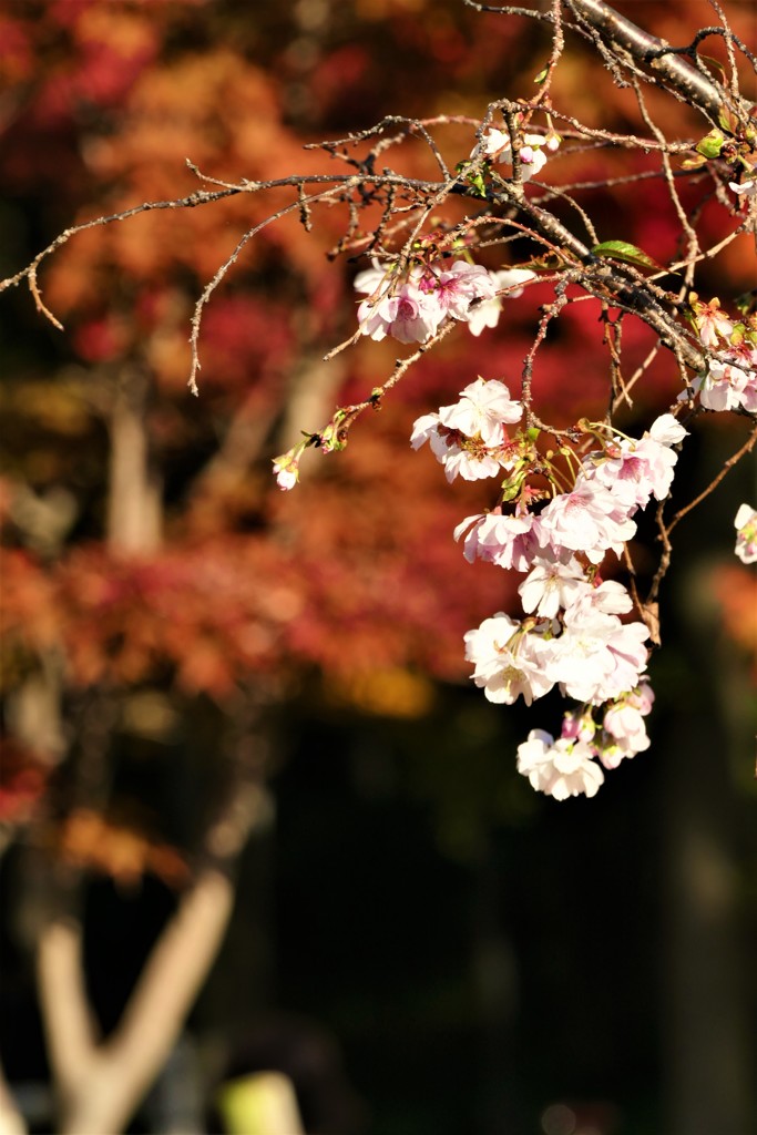 狂い咲きの桜