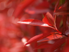 赤い葉