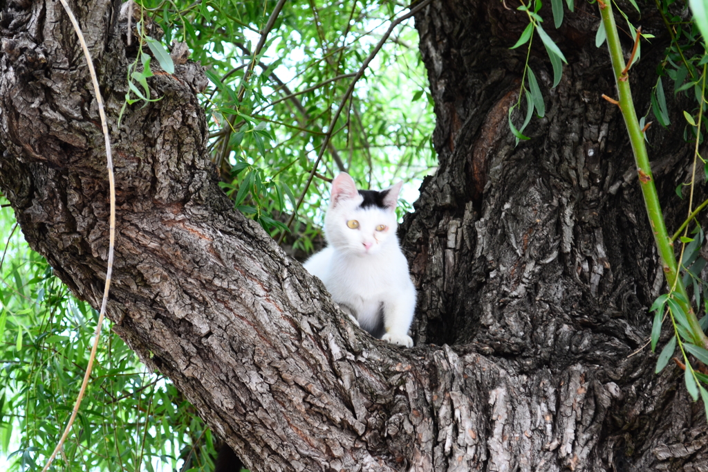 猫