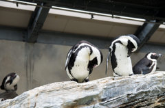 ペンギンはかゆい