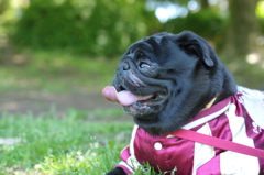 スカジャン犬！かっこよし！
