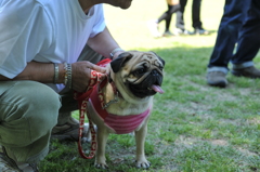 パグちゃんたちと公園で会ったよ。