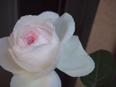 purity girl