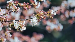 sakura