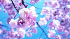春日和