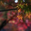 紅葉