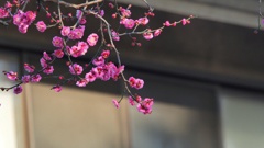 思い出の春