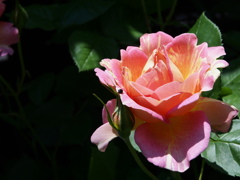 P5160688