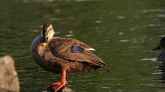 太陽に..鳴け？