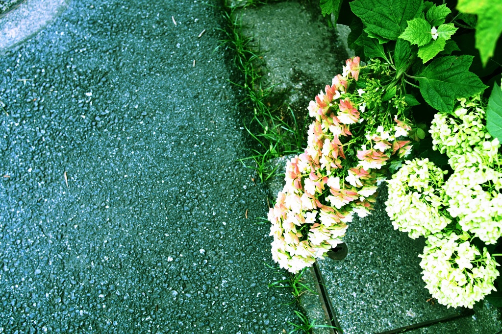 雨上がりの午後に