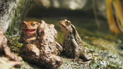 とりお