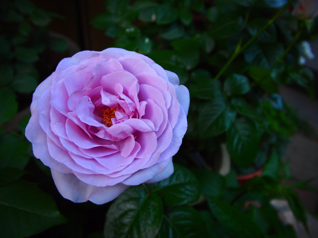 blue rose