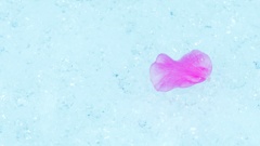 Snowdrop