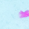 Snowdrop