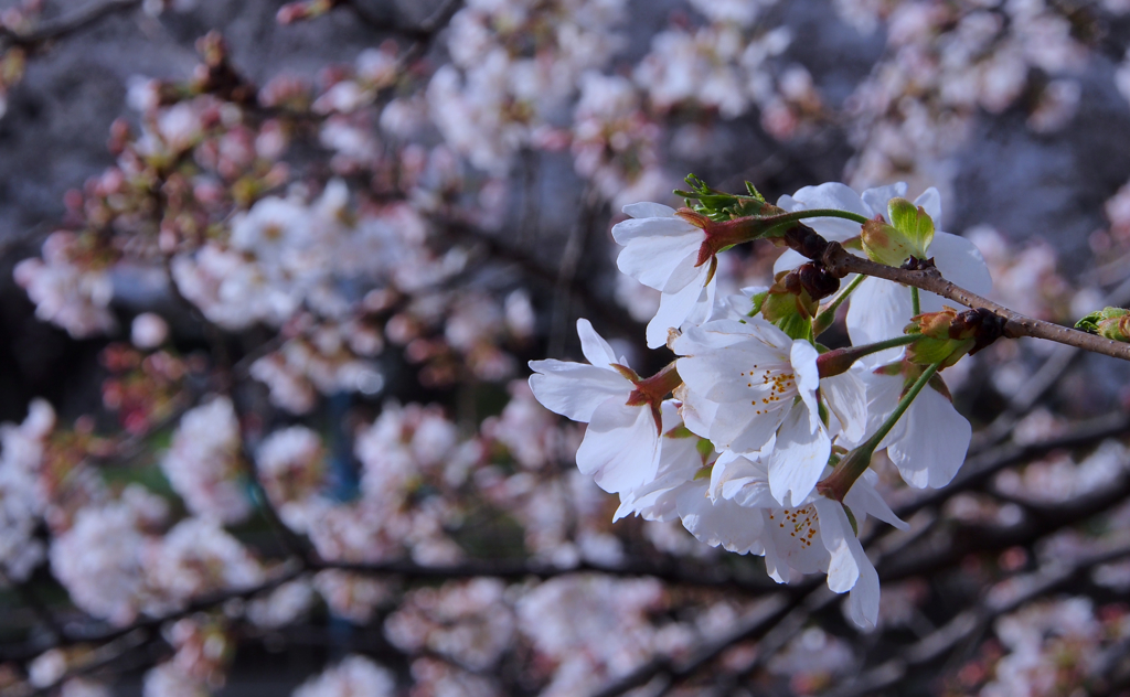 P3310094_Fotor