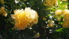 もっこう薔薇