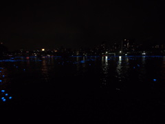 東京ホタル